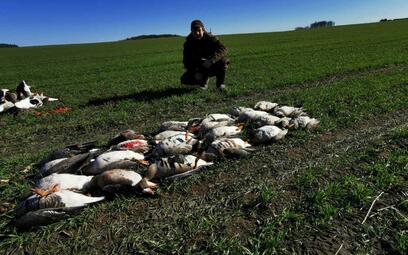 Охота на гуся в Белоруссии