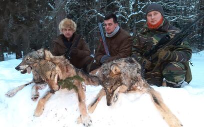 Охота на волка в Белоруссии