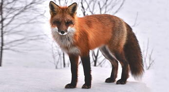 Охота на лисицу в Белоруссии