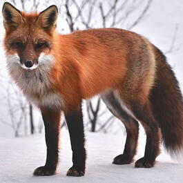 Охота на лисицу в Белоруссии