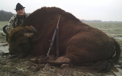 Jagd auf Bison in Belarus