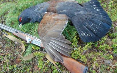 Capercaillie hunting in Belarus