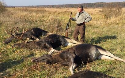 Moose hunting in Belarus
