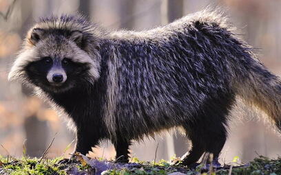 Hunting for a raccoon dog in Belarus