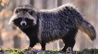 Hunting for a raccoon dog in Belarus