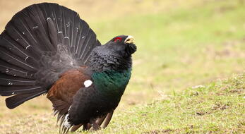 Capercaillie hunting in Belarus