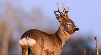 Roe deer hunting in Belarus