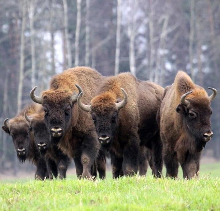 Bison hunting in Belarus